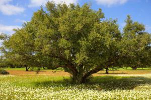 Argaline (Аргалайн) - истинный секрет красоты и молодости