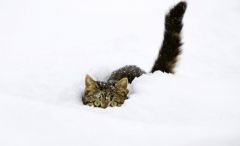 Понедельник, 25 марта - прием заказов только онлайн